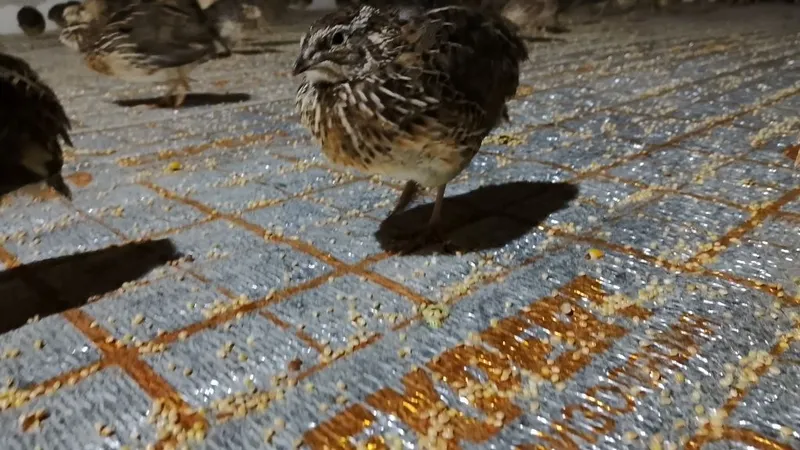 Bedona gushga bedonalar