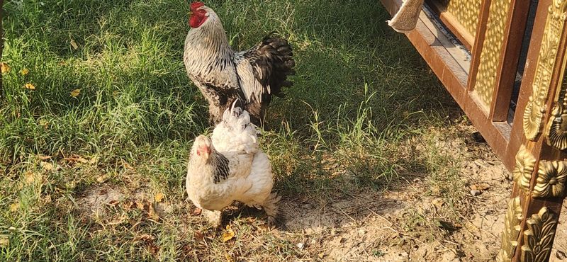 Brama xuroz, tovuq sotiladi