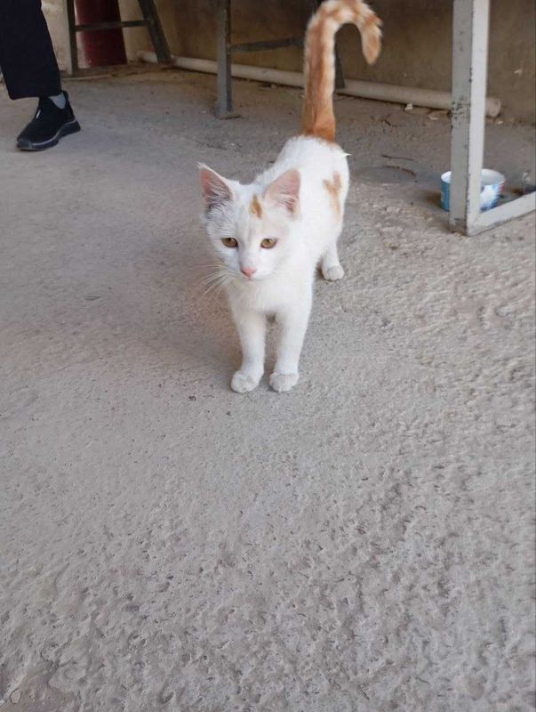 Котенок в добрые руки Котенок в добрые руки