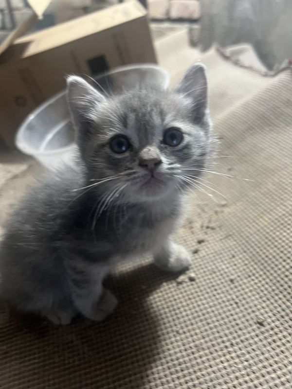 Scottish fold mushuk bolasi soglom 2-qiz 3-ogil Scottish fold mushuk bolasi soglom 2-qiz 3-ogil
