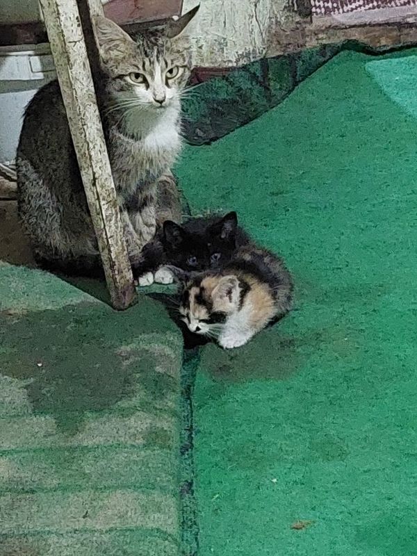 Mushuk bolalari tekinga beriladi