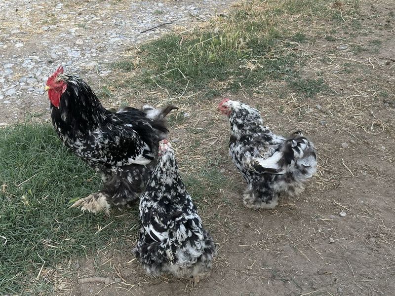 Brama tovuqlar sotiladi!!!