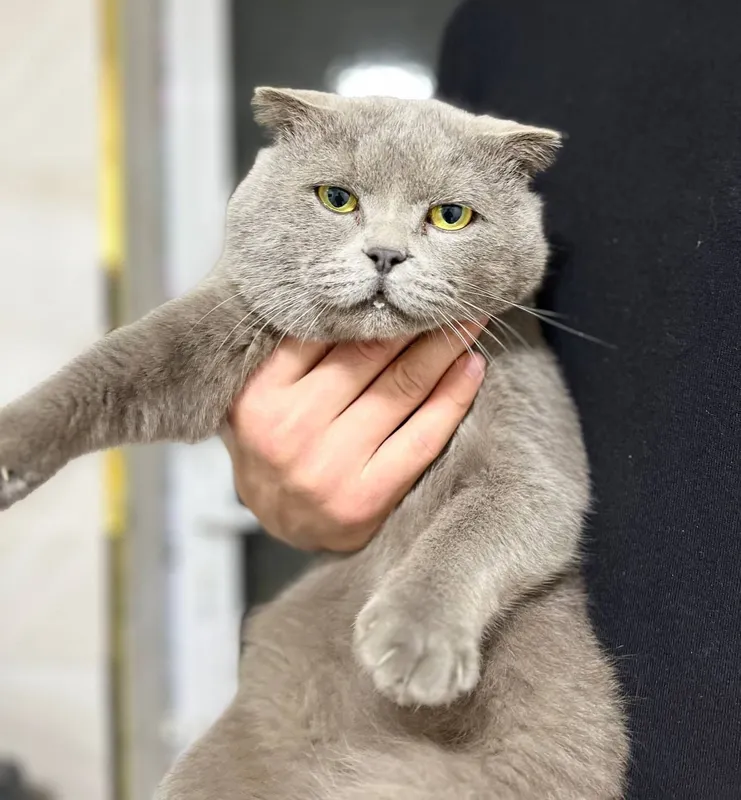 Британски скотш фолд