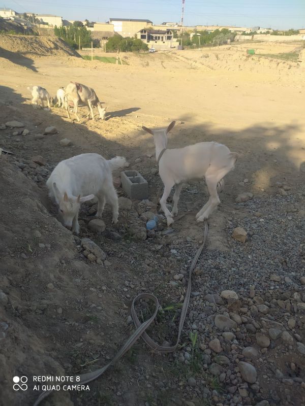 Zoddor echki sotiladi rangi oq qogan malumot telda murojat uchun tel..