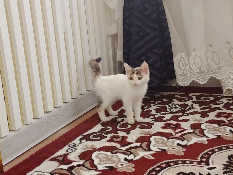 Ismi oqparcha 5oylik dastafka xizmati bor uy mushuki juda uyin qaroq Ismi oqparcha 5oylik dastafka xizmati bor uy mushuki juda uyin qaroq