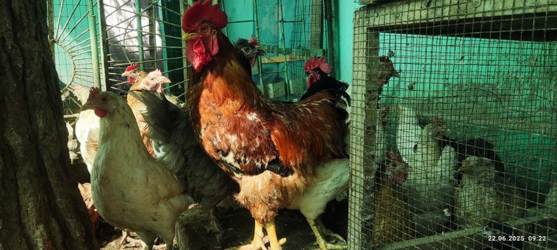 Хўрозлар сотилади Хўрозлар сотилади
