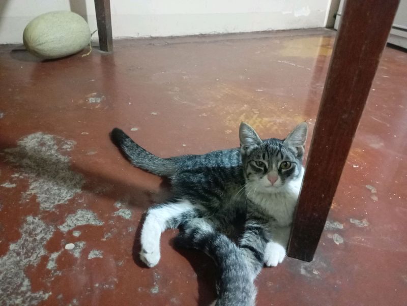 oddiy uy mushugi qiz bola oddiy uy mushugi qiz bola