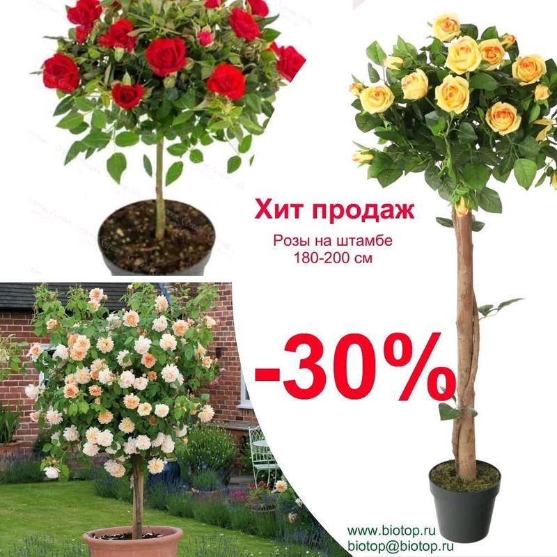 штамбовые розы штамбовые розы