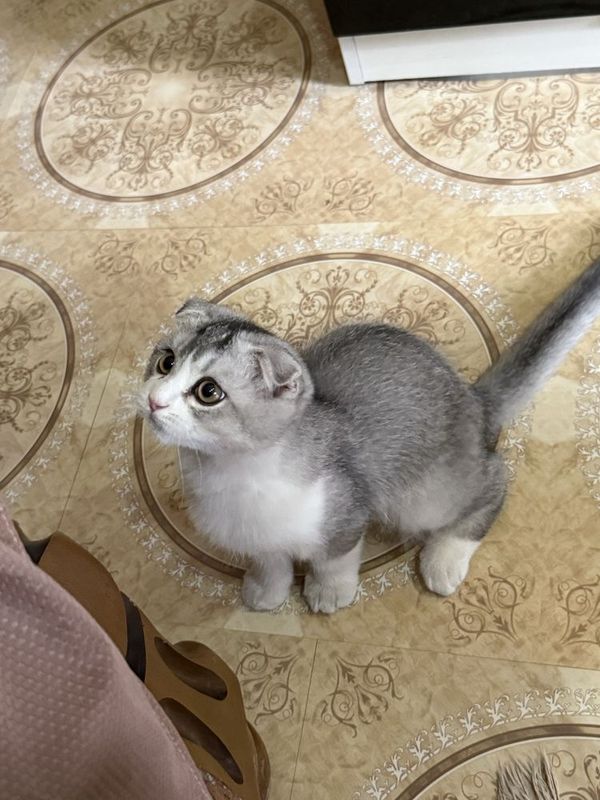 Скоттиш Фолд - Scottish Fold