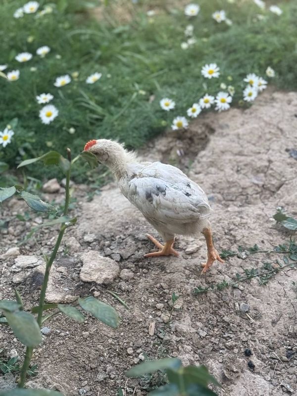 Jojalar xoroz sotiladi
