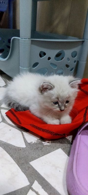 Scottish Heyland mushuk bolalari кошки котята чистокровные кош