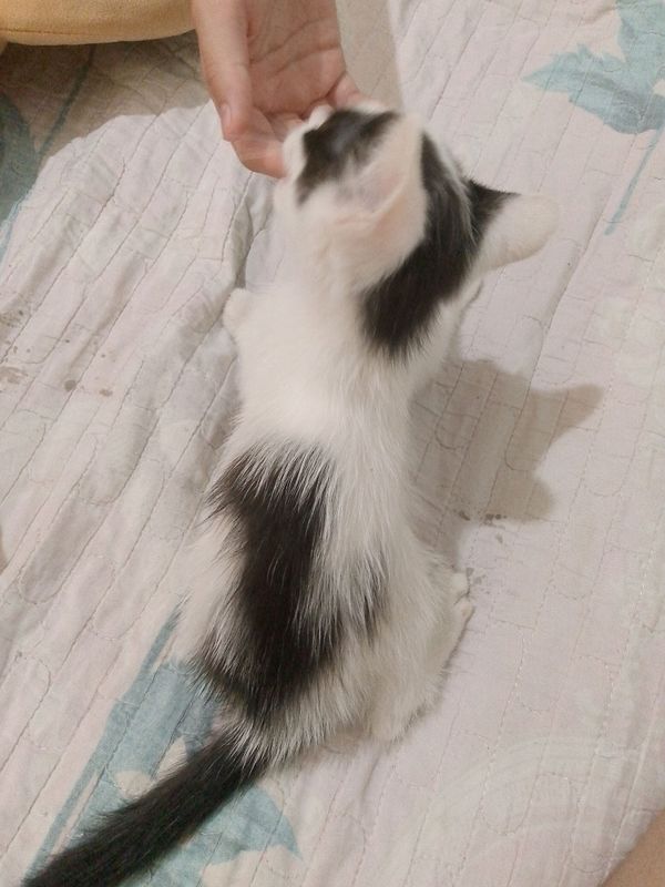 narxi bepul narxi bepul