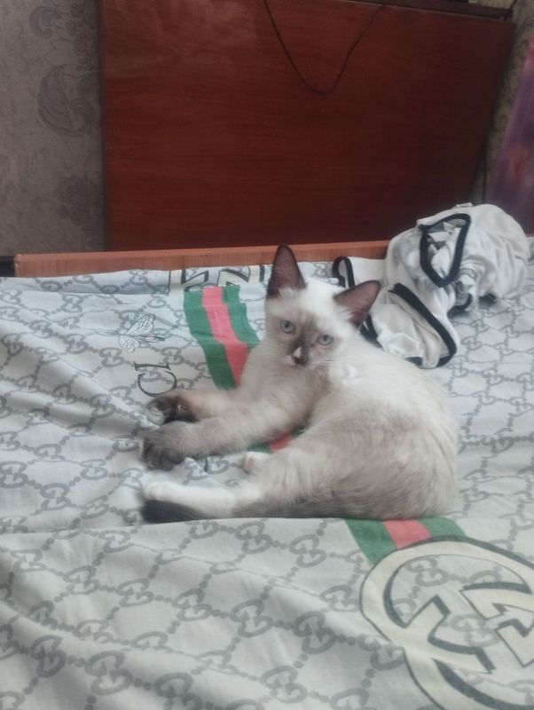 Котята объявления Котята объявления