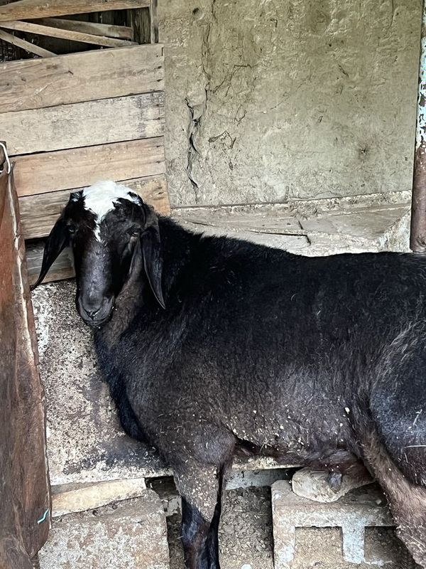 Куй сотилади катта Куй сотилади катта