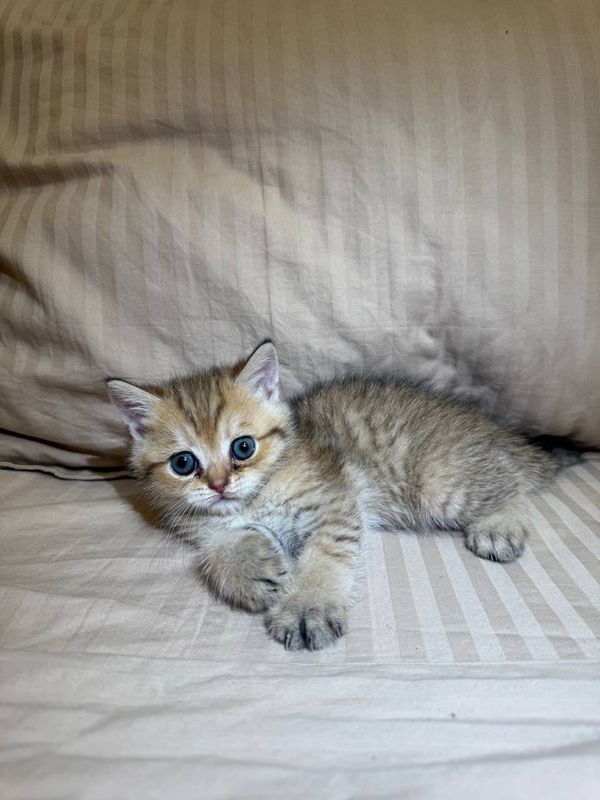 Скотиш страйт котенок 1,5 мес