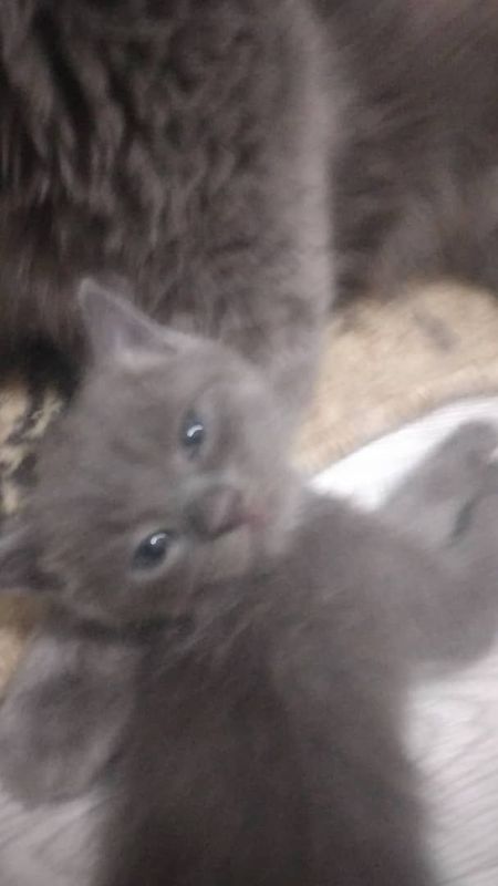 Британские котята