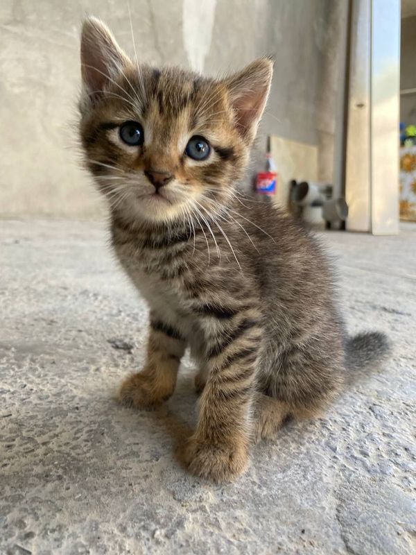 Кошки очень игривые Кошки очень игривые