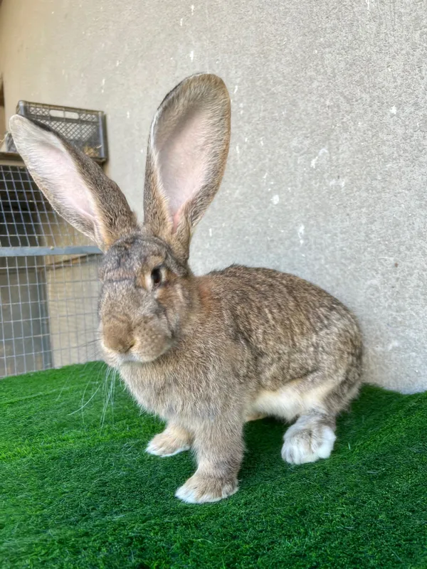 Фландер 7 ойлик самка Фландер 7 ойлик самка