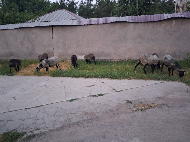 Животные баранина Животные баранина