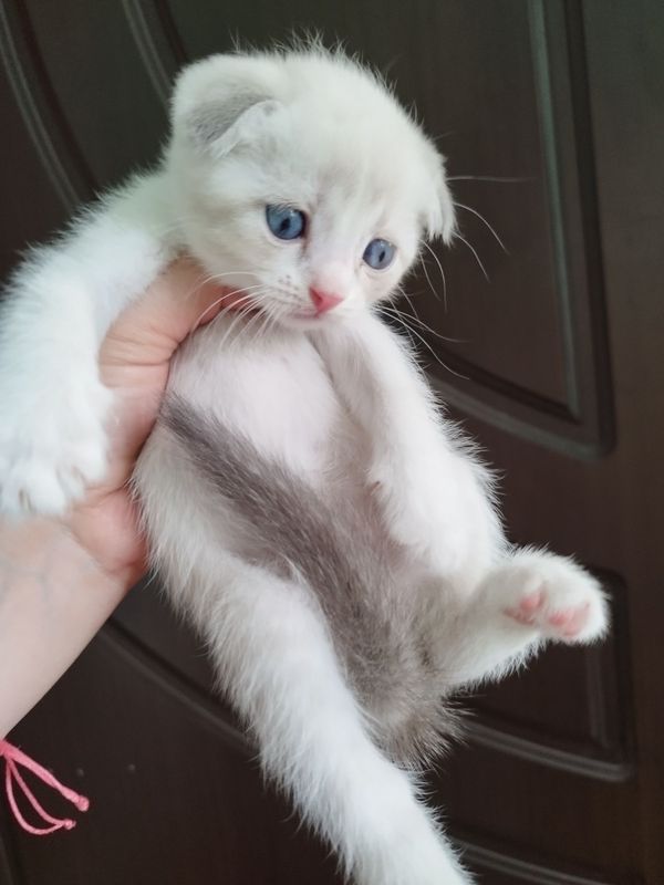 Скоттиш фолд ва страйт Скоттиш фолд ва страйт