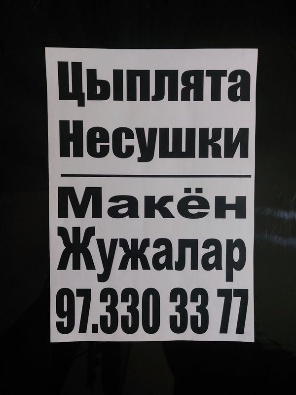 Сертухум Макён жужалари. Цыплята Курочки несушки. Jojalar. Сертухум Макён жужалари. Цыплята Курочки несушки. Jojalar.