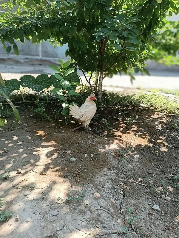 Yapon toʻvogʻi sotiladi Yapon toʻvogʻi sotiladi