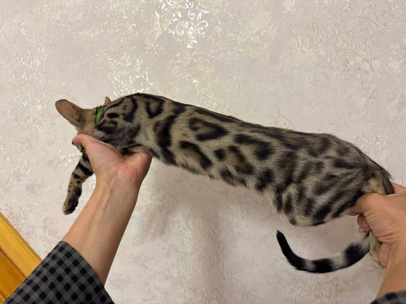 Бенгал Бенгал