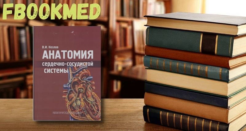 Анатомия сердечно-сосудистой системы