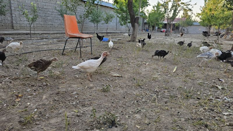 Курка жужалари 3 ойли бувоти