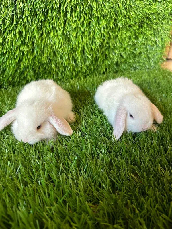 Кролики Kroliki, Quyonlar sotiladi Zotli quyonlar Кролики Kroliki, Quyonlar sotiladi Zotli quyonlar