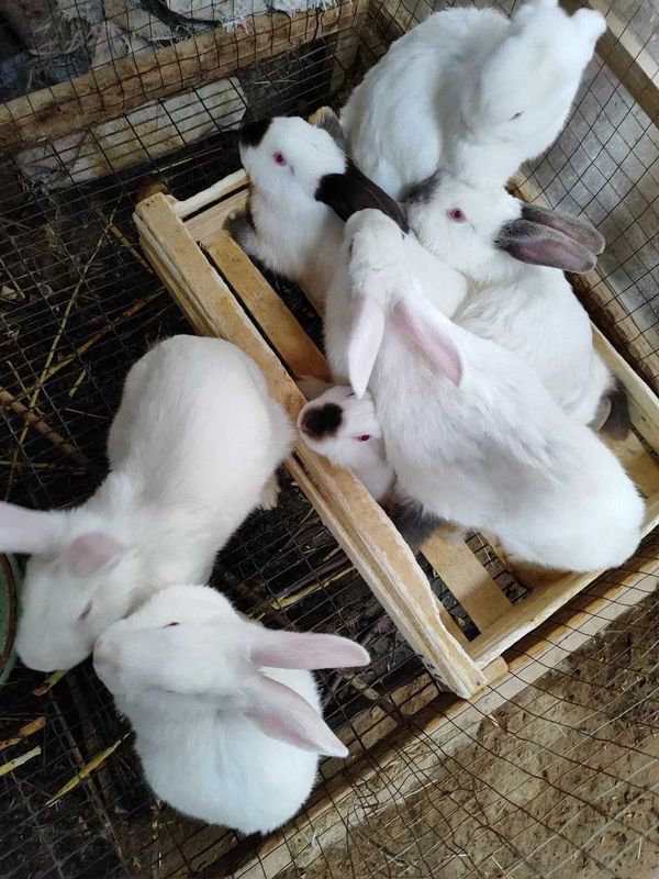 6 oyli quyonli 130 ming som 6 oyli quyonli 130 ming som