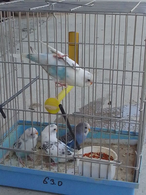 Toti qushla sotiladi nar moda Toti qushla sotiladi nar moda