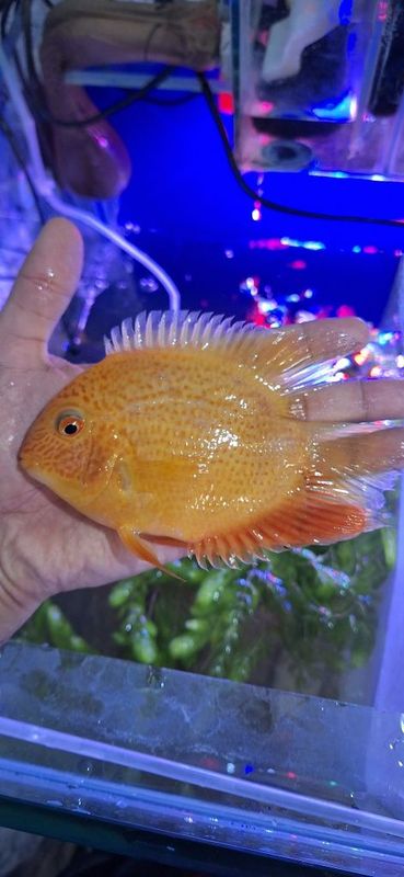 Severum, Ложный дискус