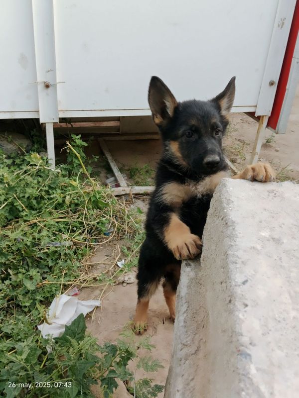 Nemis afcharka 3 oylik urgʻochi