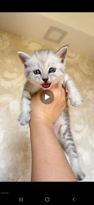 Катята Britanskiy seribristi shinshilla Катята Britanskiy seribristi shinshilla