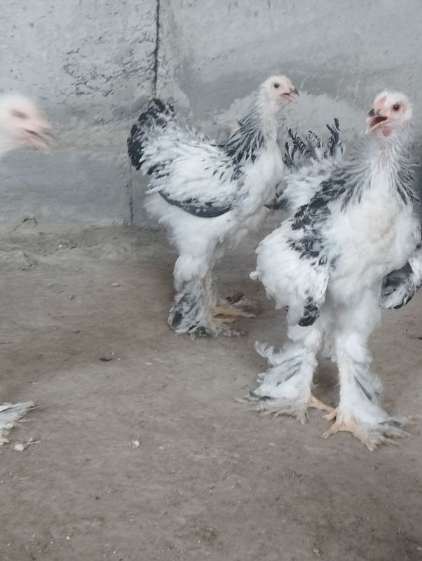 Svetliy brama juja sotiladi Svetliy brama juja sotiladi