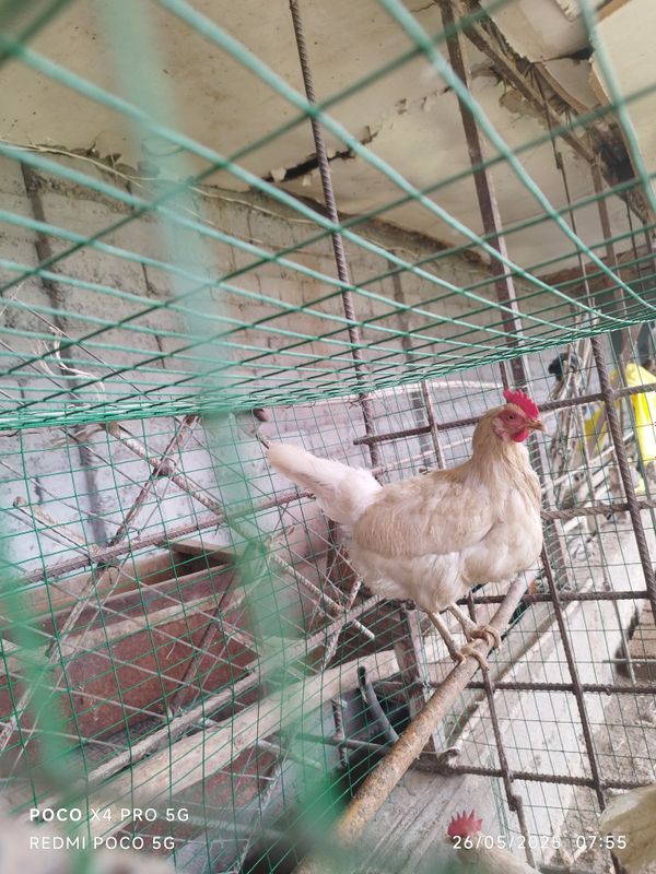 Lamon Sendi tovuqlari sotiladi tuxum qoʻyadi Lamon Sendi tovuqlari sotiladi tuxum qoʻyadi