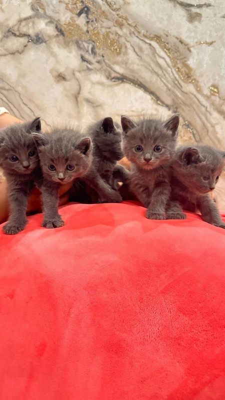 Продаётся Котяты!Зотилик мушук болалари сотилади Продаётся Котяты!Зотилик мушук болалари сотилади