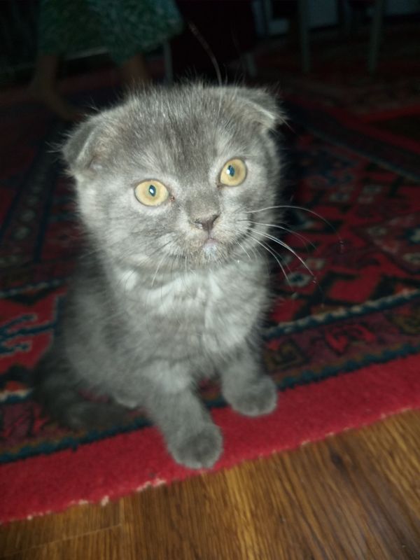 zotdor mushuk bolasi sotiladi