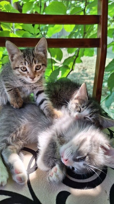 Mushukchalar, Котёнки в хорошие руки