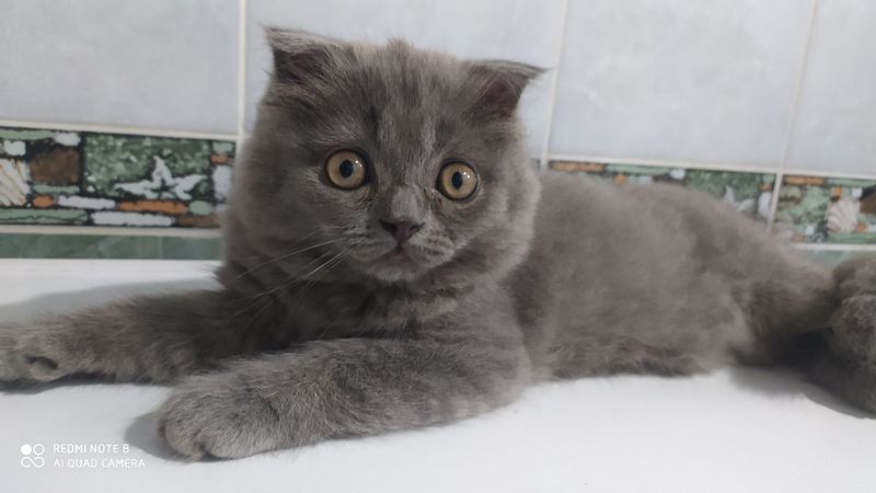 Продаётся чистокровный вислоухий котёнок Скотишь Фолд Продаётся чистокровный вислоухий котёнок Скотишь Фолд