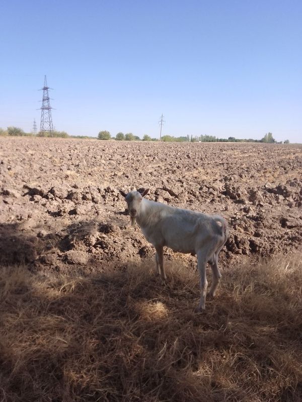 Taka sotiladi narxi:260000 Manzil: Qibra Taka sotiladi narxi:260000 Manzil: Qibra