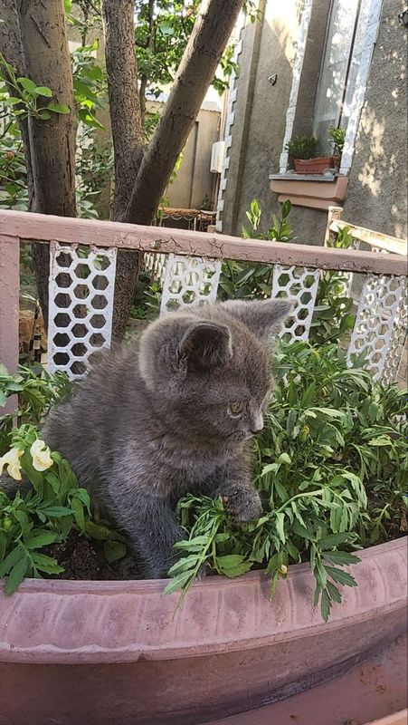 Котята скотиш страйт Котята скотиш страйт