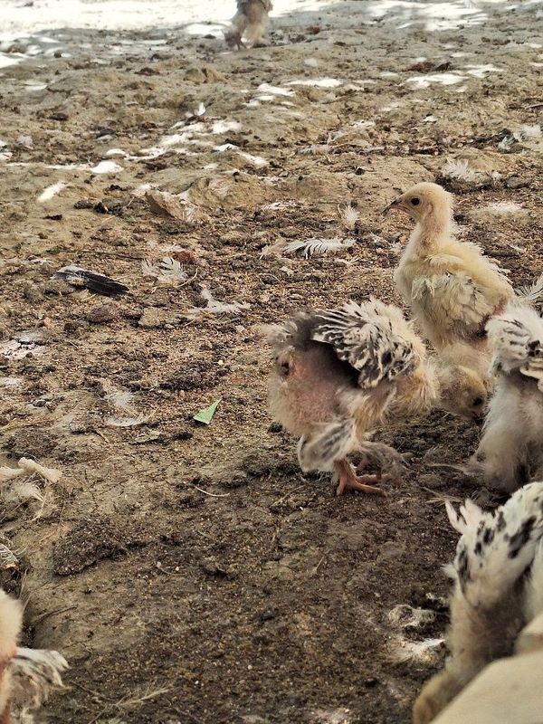 Брама жужалар ва тухуми Брама жужалар ва тухуми