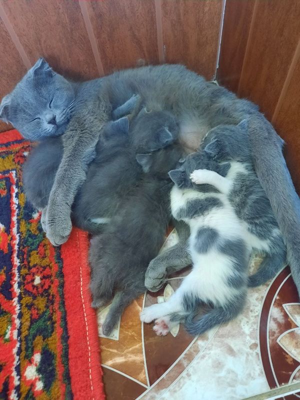 Zotdor mushukchalar sotiladi tez VA arzon Zotdor mushukchalar sotiladi tez VA arzon