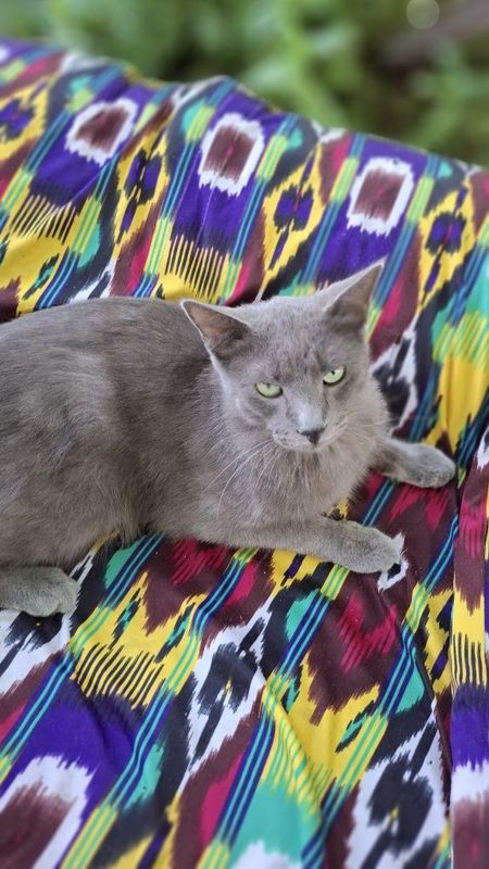 Mushuk,Кошка, Cat Mushuk,Кошка, Cat