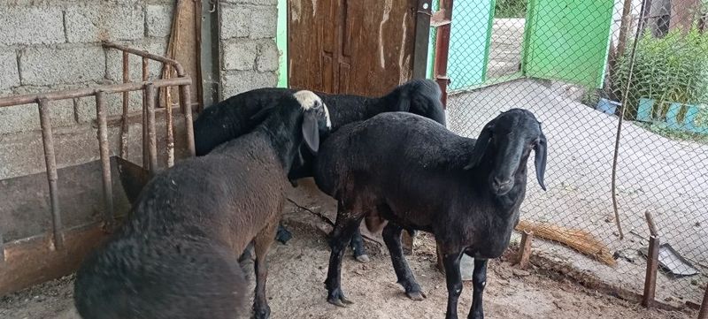 3 та кучкор сотилади. Зор бокилган 3 та кучкор сотилади. Зор бокилган
