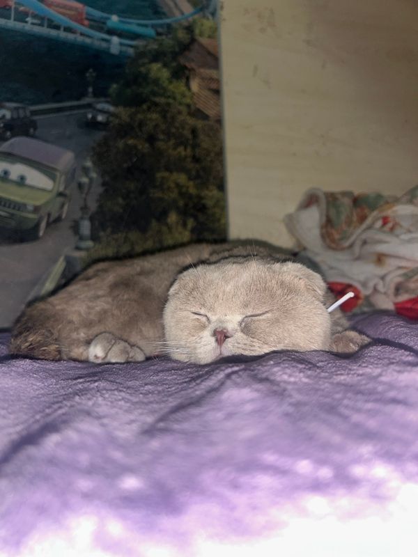 Mushuk Scottish Fold Mushuk Scottish Fold