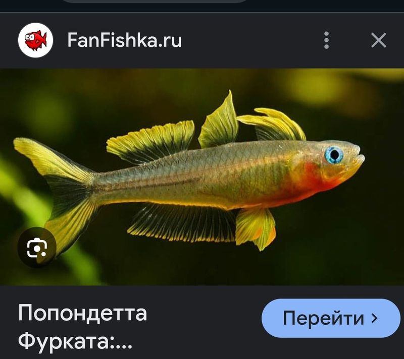 Продаётся редкая аквариума рыба
