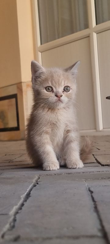 котята  милые  красивые
